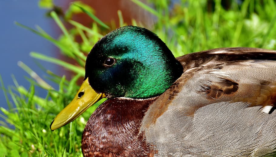 focus photo of female mallard duck, Meadow, Rest, Drake, water bird HD wallpaper