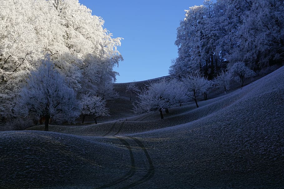 trees, hoarfrost, wintry, hills, winter, iced, snow, cold, branches HD wallpaper