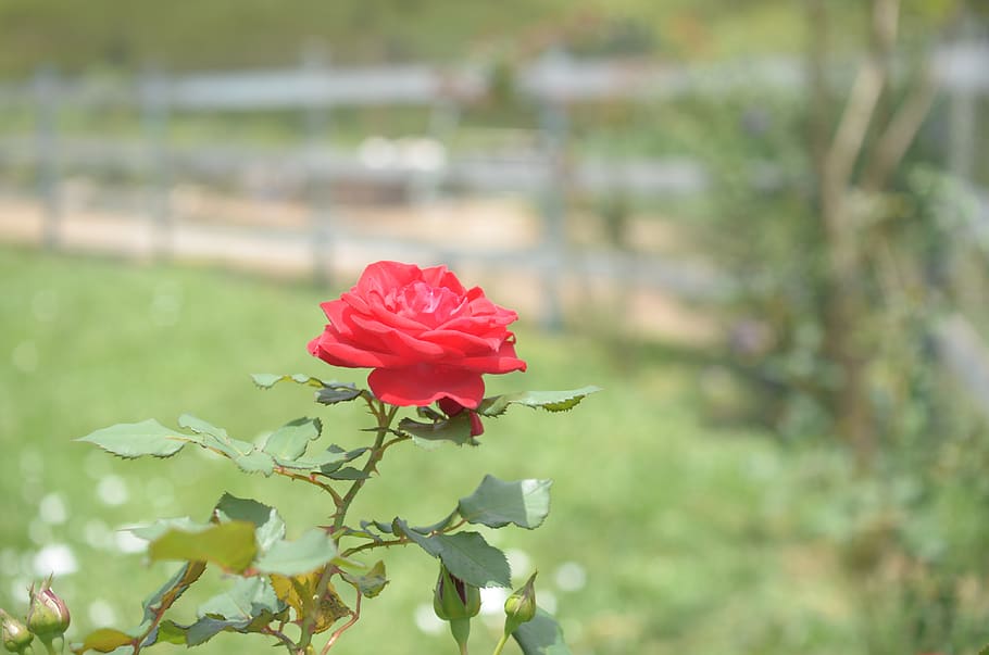 rosa, flowers, nature, spring, flowering plant, beauty in nature HD wallpaper