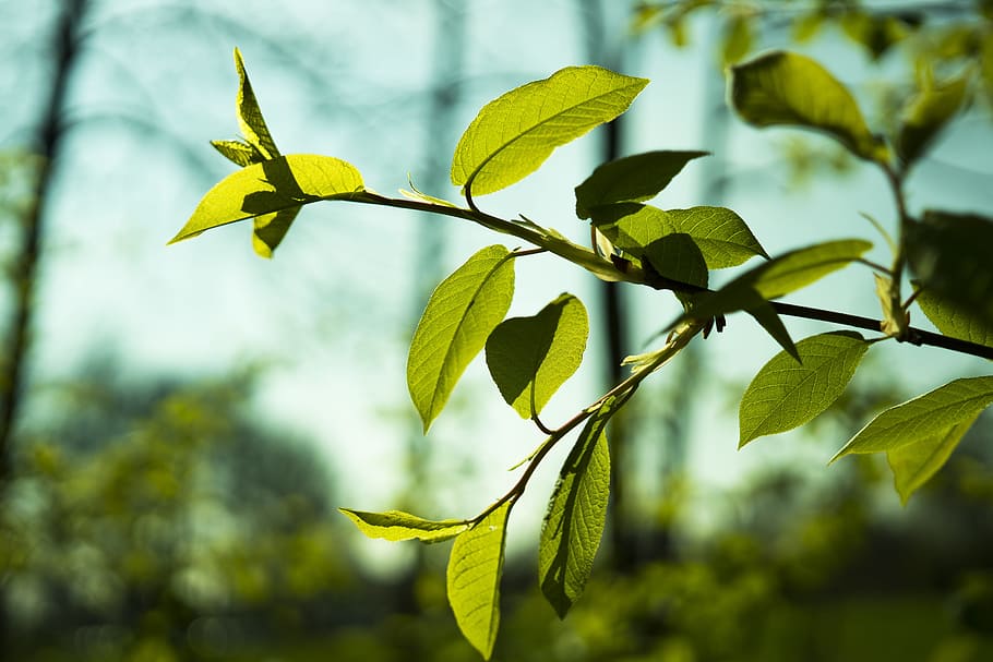 leaf, leaves, green, spring, plant, branch, tree, bright, nature HD wallpaper