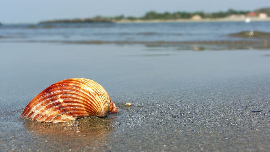 beach, sea, seashell, sand, the coast, sandy beach, summer HD wallpaper