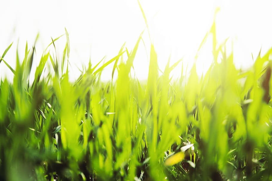 landscape, nature, sky, field, blur, close -up, environment, grass HD wallpaper