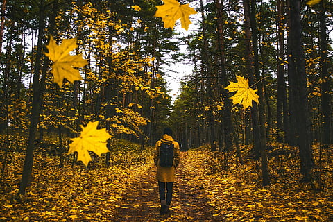 person walking on forest during fall, autumn, man, falling leaves HD wallpaper