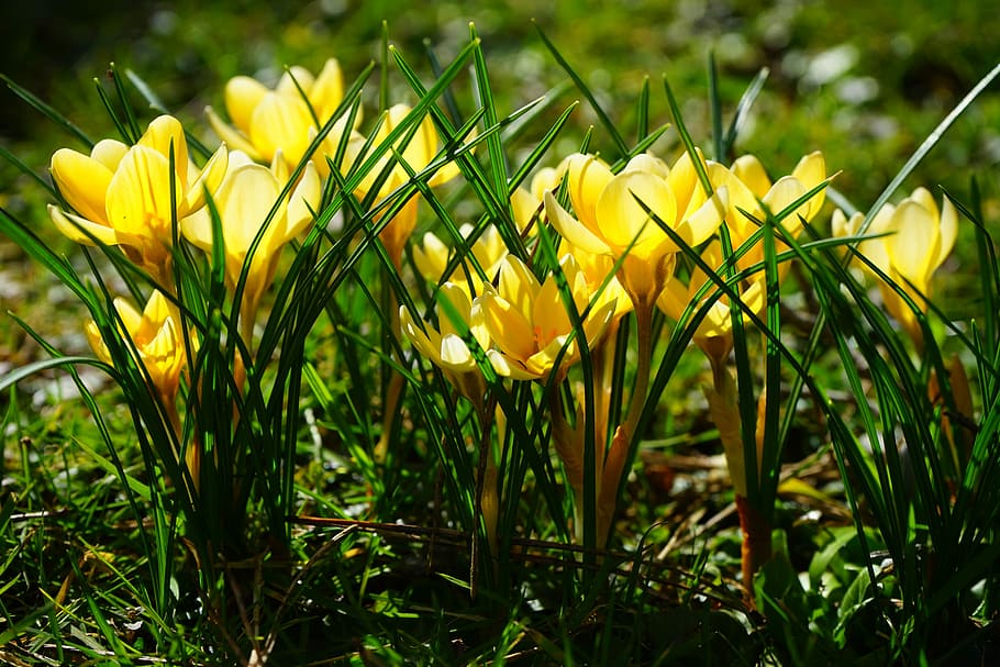Crocus, Flower, Spring, Yellow, bühen, blossom, bloom, spring flower HD wallpaper