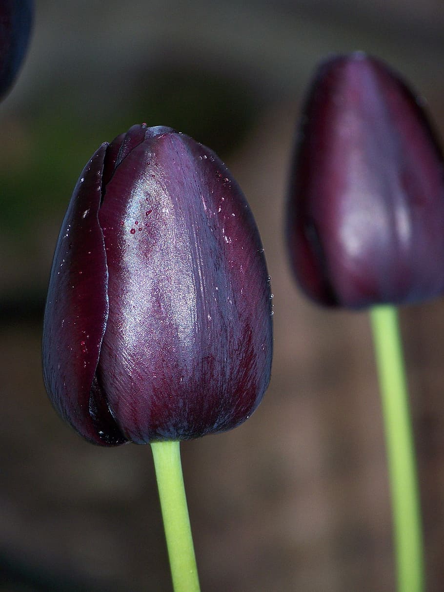 black, tulip, flower, two, nature, spring, dew, bloom, velvet HD wallpaper