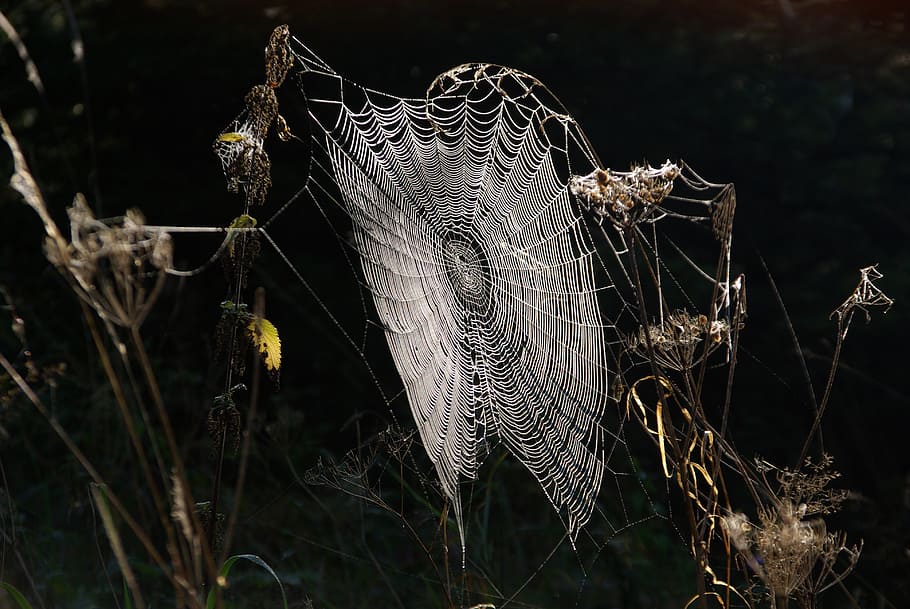 spider webs, cobweb, dew, network, dewdrop, case, cobwebs, morgentau HD wallpaper