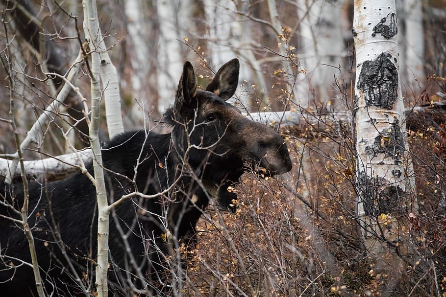 black and brown animal near trees, black animal in forest, moose HD wallpaper