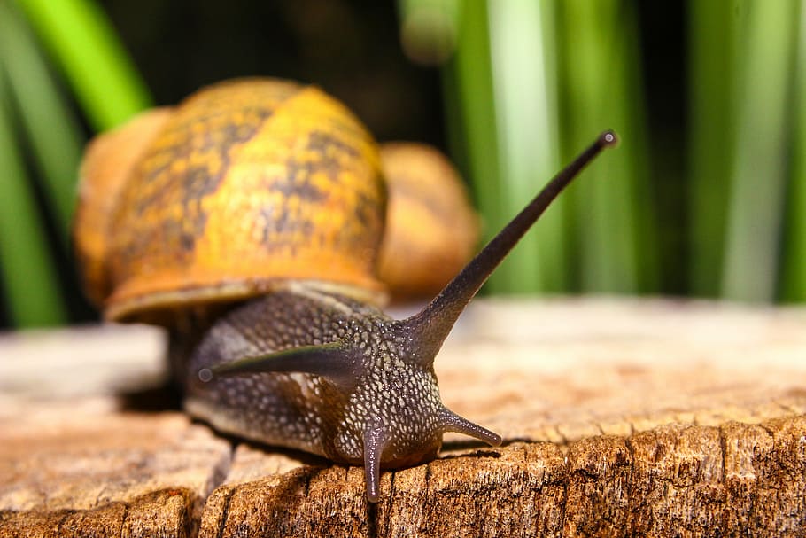 snail, animal, nature, animals, shell, forest, green, orange HD wallpaper