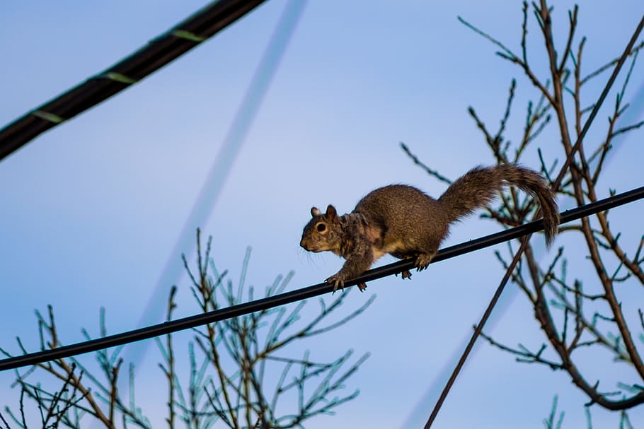 Squirell on a Power Line, animal, cable, daylight, fur, little HD wallpaper