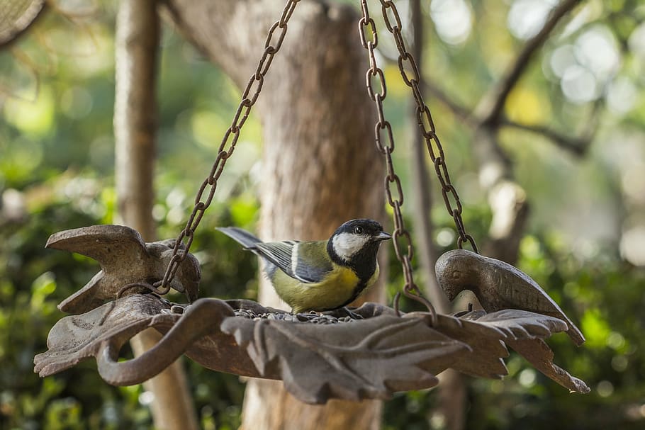 great tit, bird, feeder, yellow, beak, spring, sitting, ornithology HD wallpaper