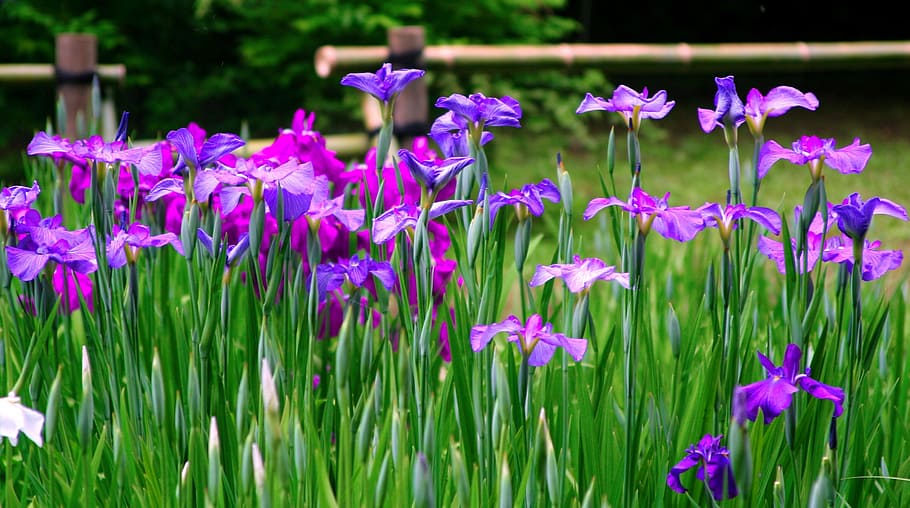 purple and pink irises in bloom at daytime, flowers, red purple, HD wallpaper