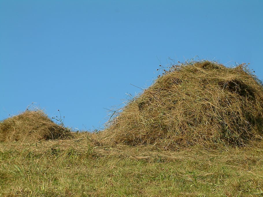 straw, grass, hay, field, agriculture, agricultural, nature HD wallpaper