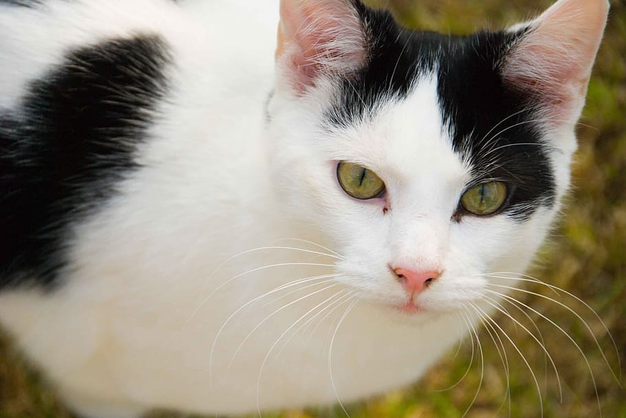 cat, cute, pet, portrait, face, head, domestic, domestic cat HD wallpaper