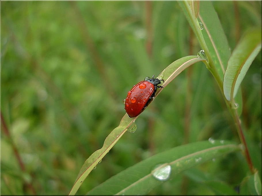 Beetle, Meadow, Nature, Insect, Grass, meadow nature, insect grass HD wallpaper
