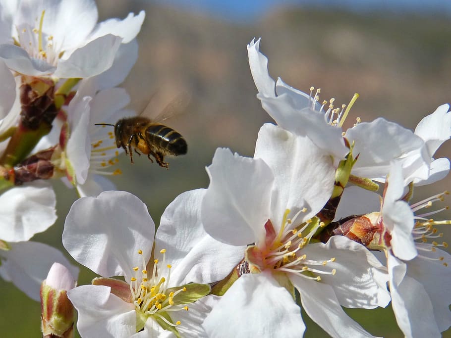 bee flight, flying, pollen, libar, almond flower, flowering plant HD wallpaper