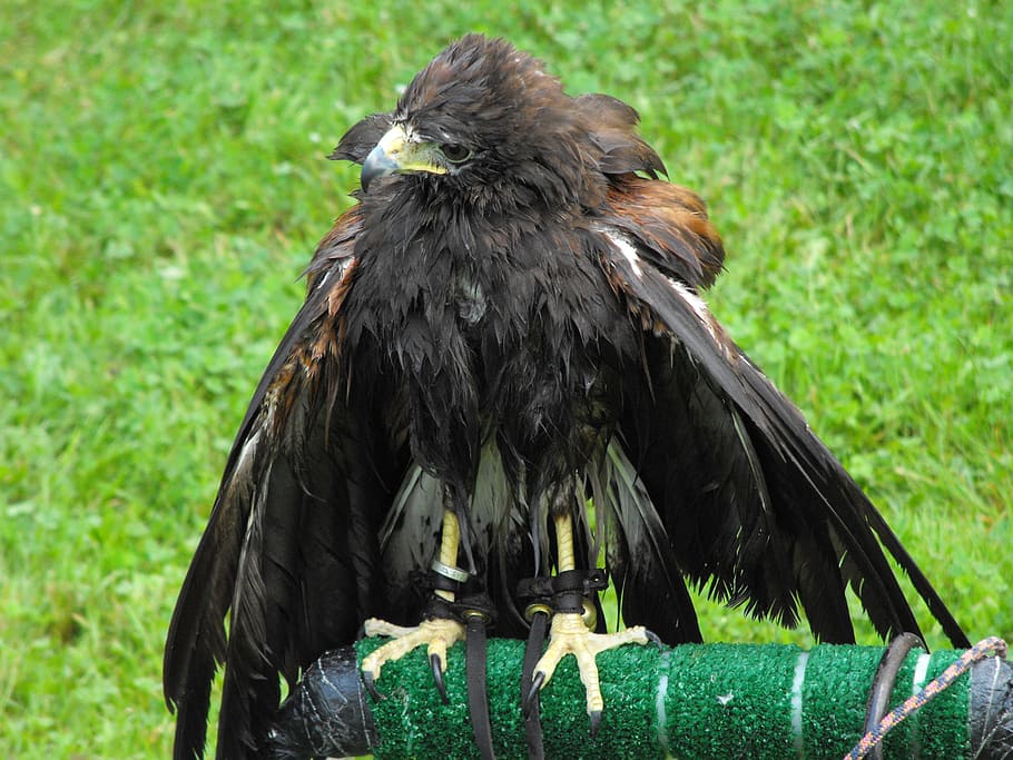 hawk, prey, falcon, predator, feathered, buzzard, diurnal, nature HD wallpaper