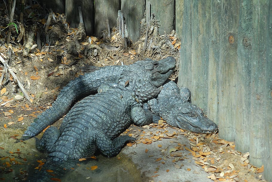 alligators, crocodile, reptile, dangerous, nature, animal, wildlife, HD wallpaper