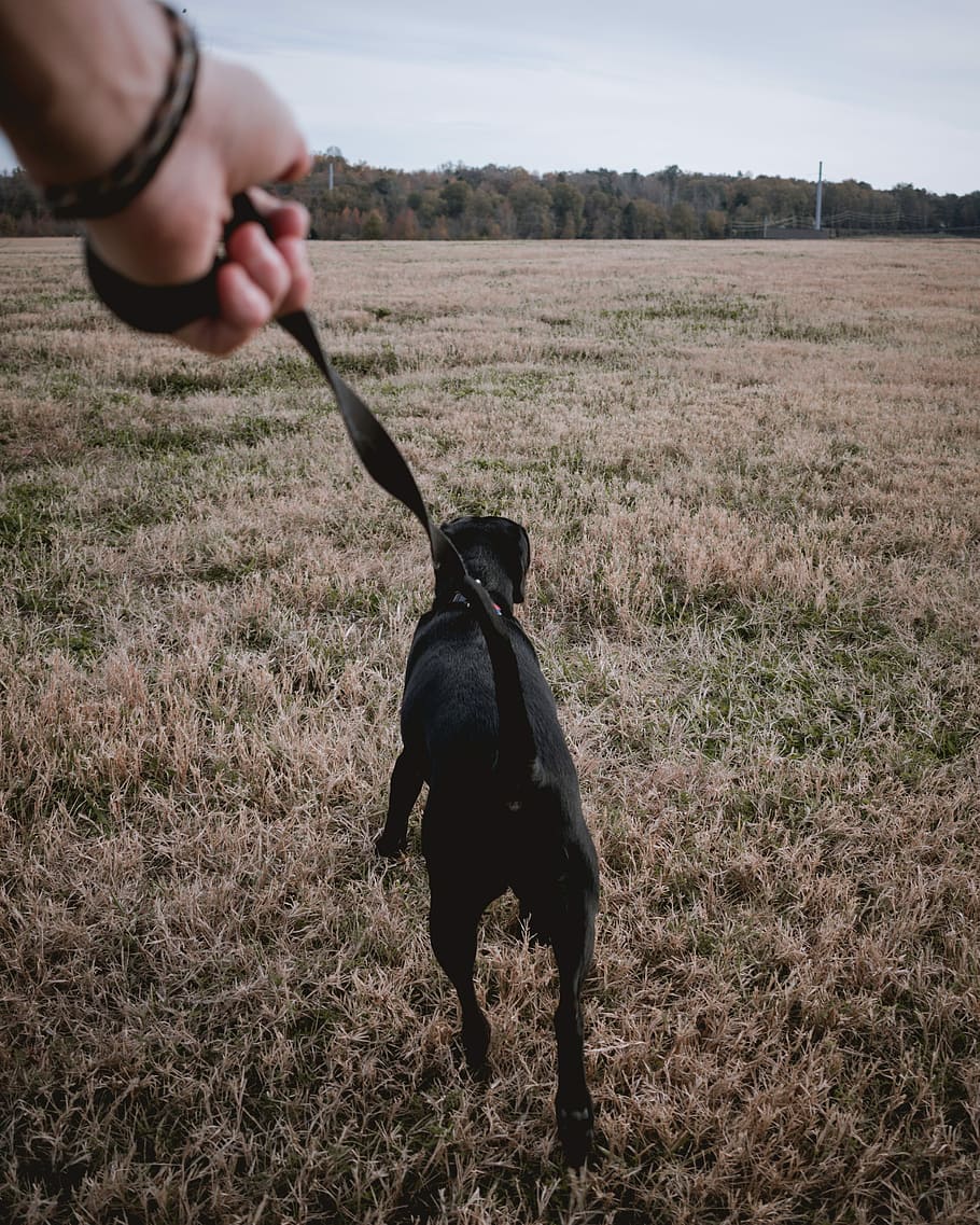 person holding black dog strap, smooth-coated black dog, walking HD wallpaper