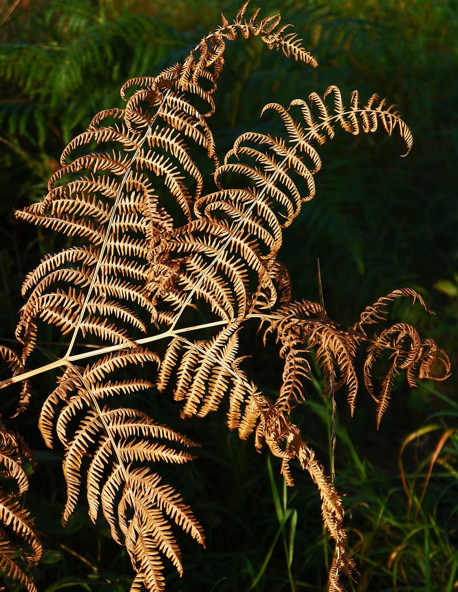 herbstfarn, dead plant, dry, structured, forest, fern, nature HD wallpaper