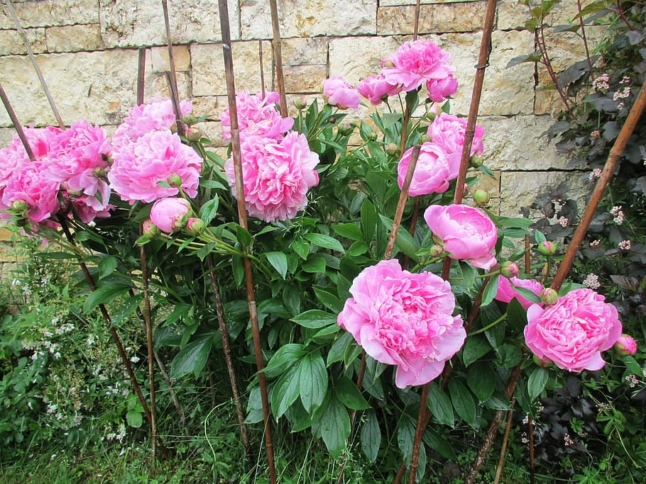 peony, wall, green, flower, flowering plant, pink color, freshness HD wallpaper
