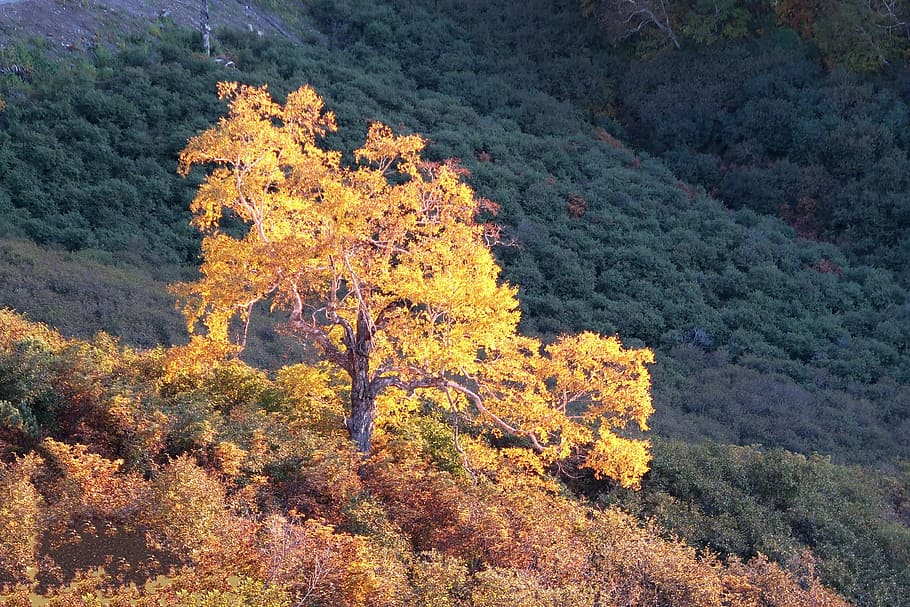 autumn, birch, tree, mountains, forest, fall colors, landscape HD wallpaper