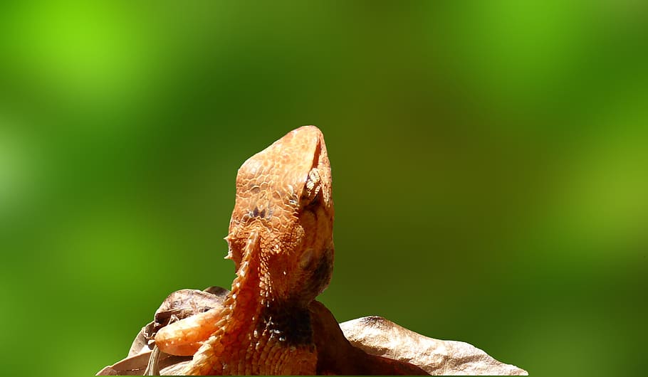 lizard, reptile, insect eater, animal, asia, nature, close-up HD wallpaper