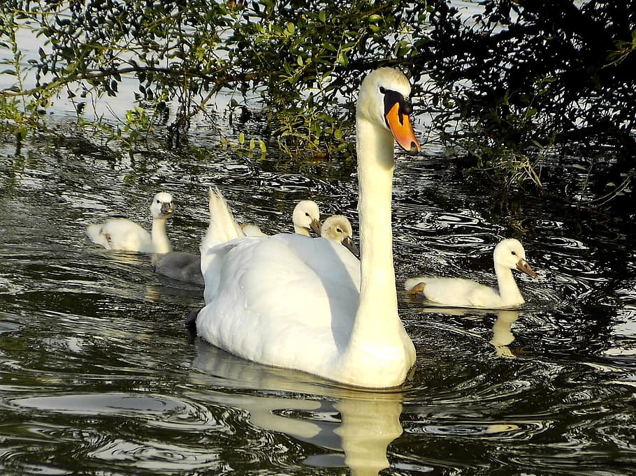 Swans, Water, Bird, nature, lake, animal, wildlife, pond, white HD wallpaper