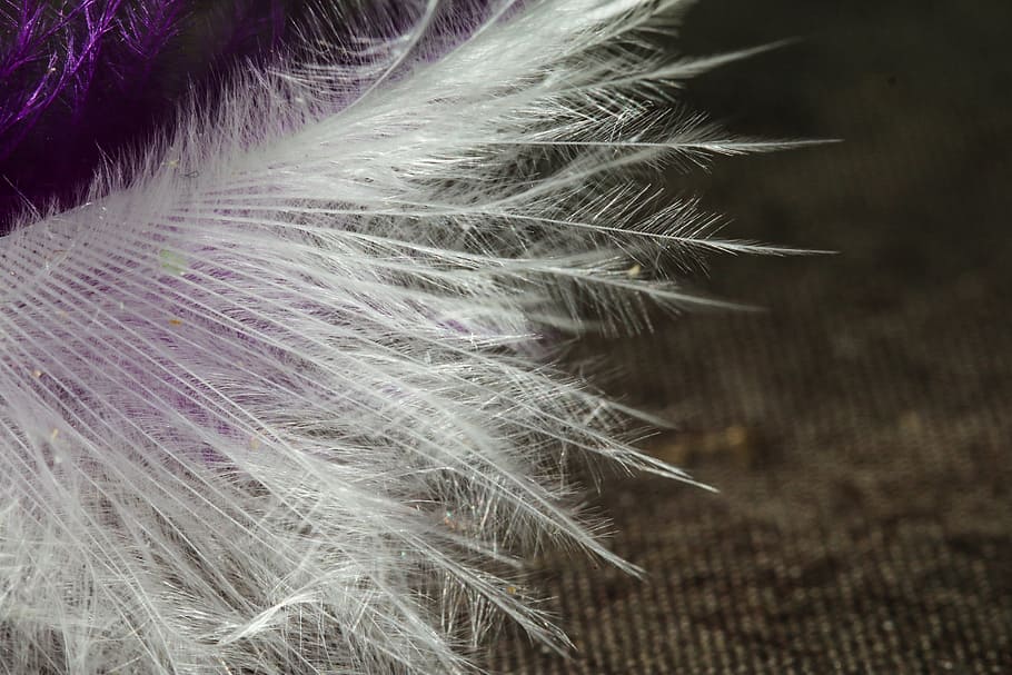 macro, pen, white, feather, close-up, softness, vulnerability HD wallpaper
