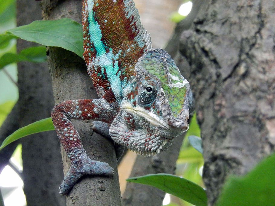 Chameleon, Animals, Reptile, Close, search food, patience, zoo HD wallpaper