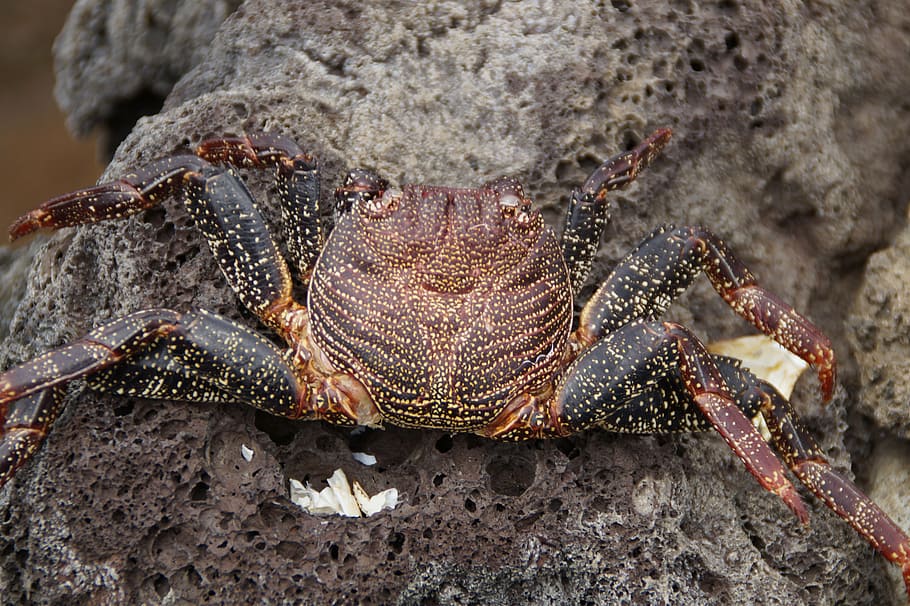 cancer, panzer, sleeve, dead, animal, crab, gulls feed, empty HD wallpaper