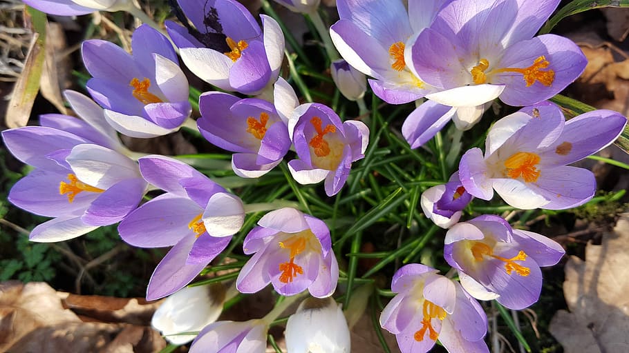 Crocus, Spring, Flower, Bloom, March, petal, purple, fragility HD wallpaper