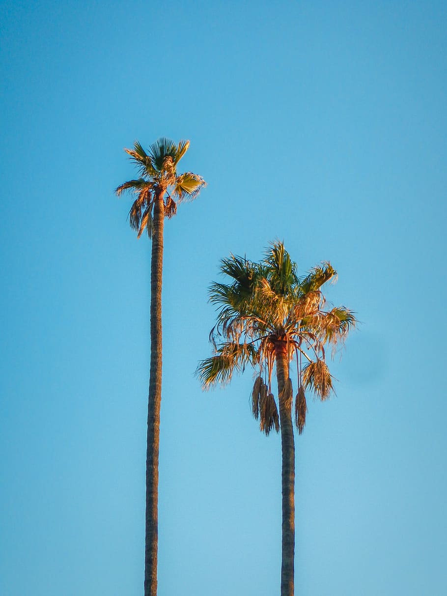 two green coconut trees under blue sky, two green palm tree during sunset HD wallpaper