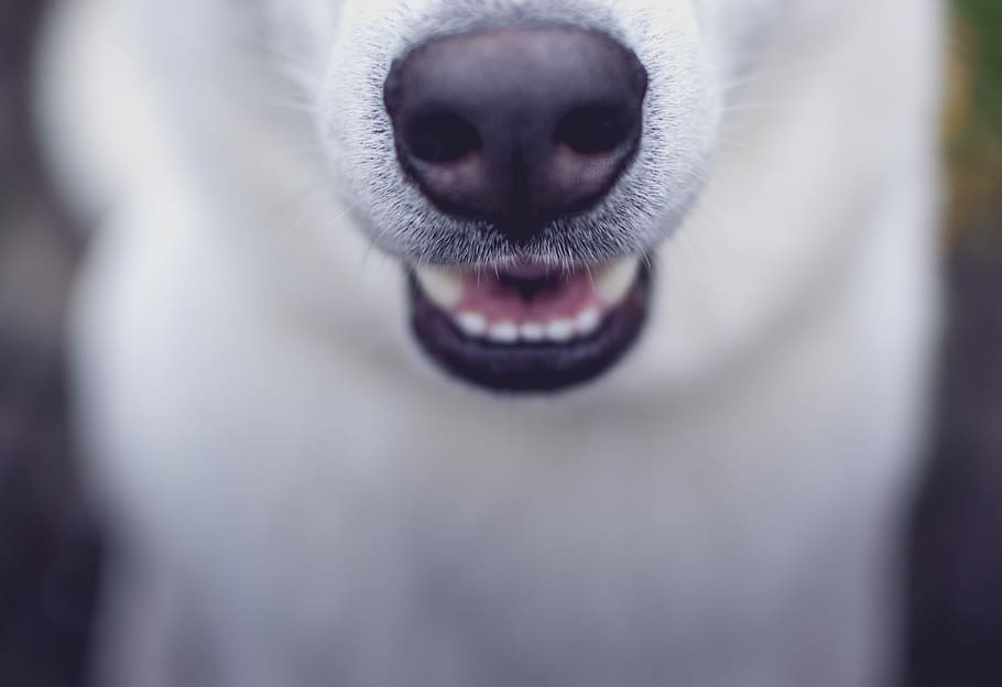 selective focus photo of white dog, untitled, teeth, husky, puppy HD wallpaper