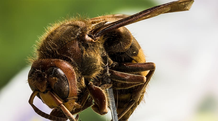 Macro, Studio, Insect, one animal, animal themes, animals in the wild HD wallpaper