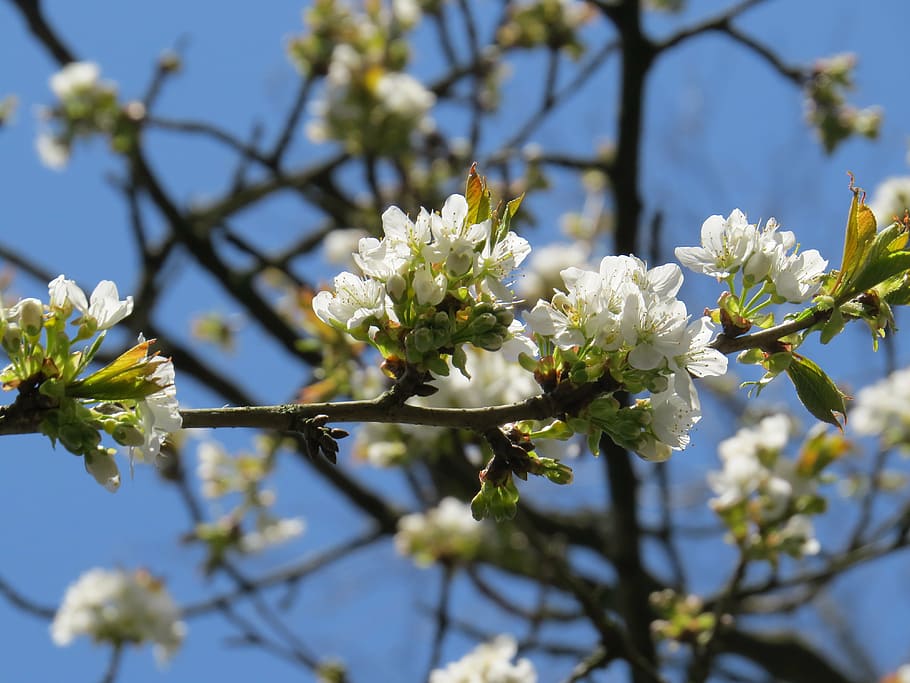 cherry, blossom, bloom, cherry blossom, spring, nature, white HD wallpaper