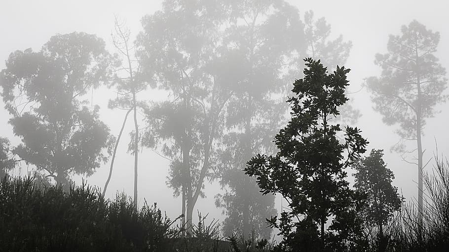 Fog, Forest, Nature, Trees, mato, green, landscape, environment HD wallpaper