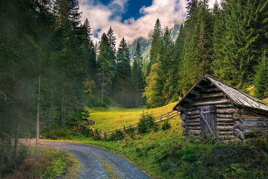 gray log house surrounded by palm trees, landscapes, forest, nature, HD wallpaper