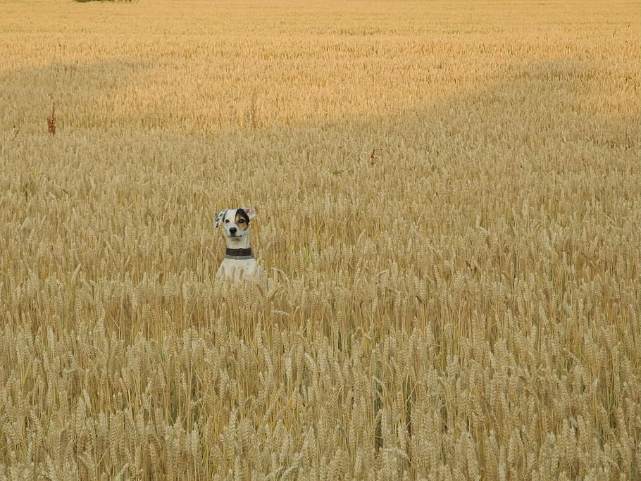 Dog, Field, Pets, Grain, Animal, summer, ears of corn, animal wildlife HD wallpaper