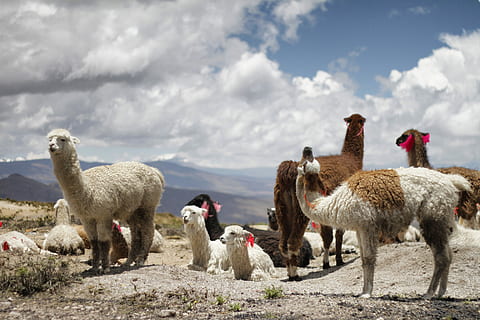 herd of alpacas during daytime, group of llamas in an open field HD wallpaper