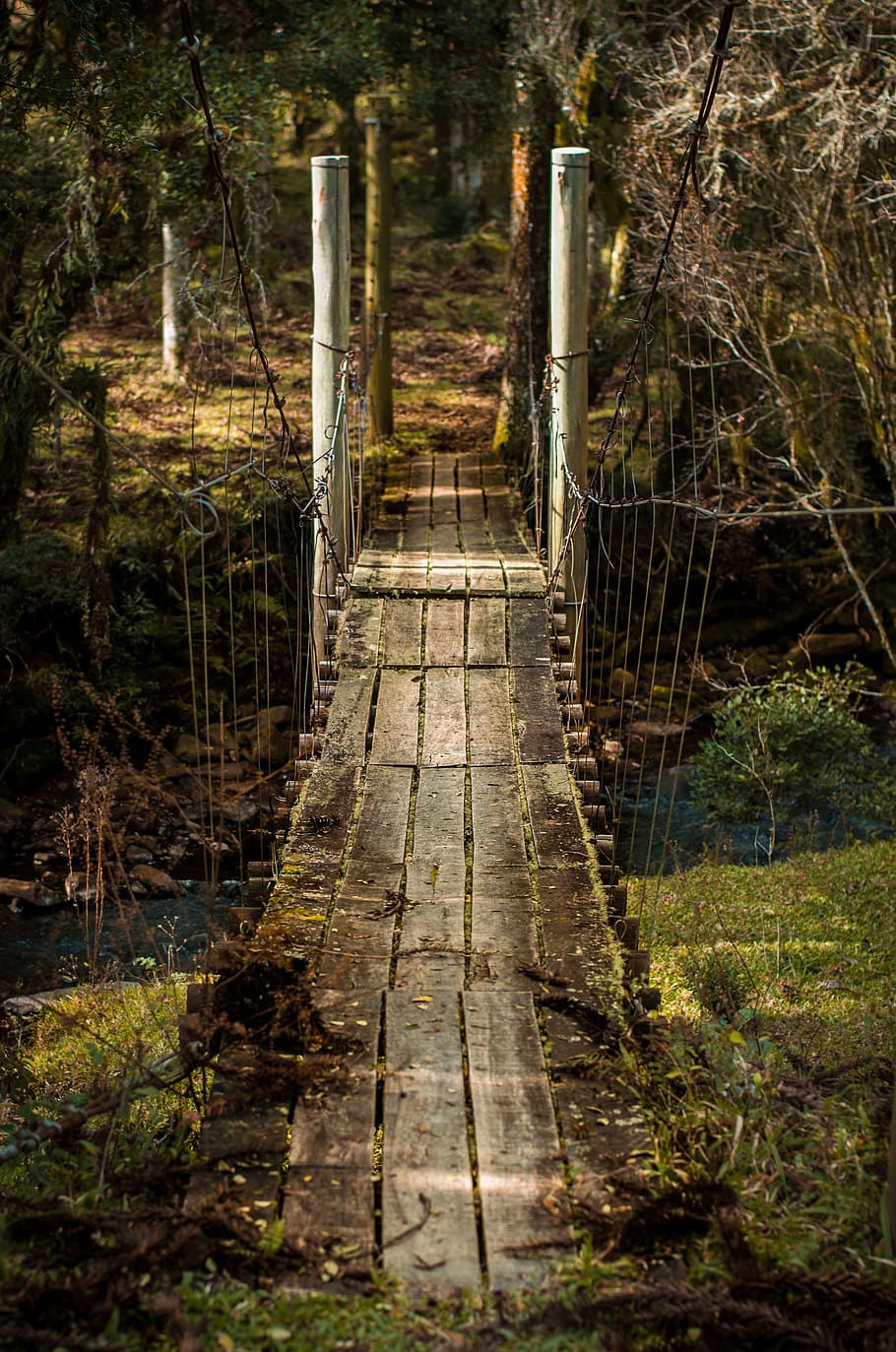 bridge, wood, woods, forest, tree, plant, land, architecture HD wallpaper