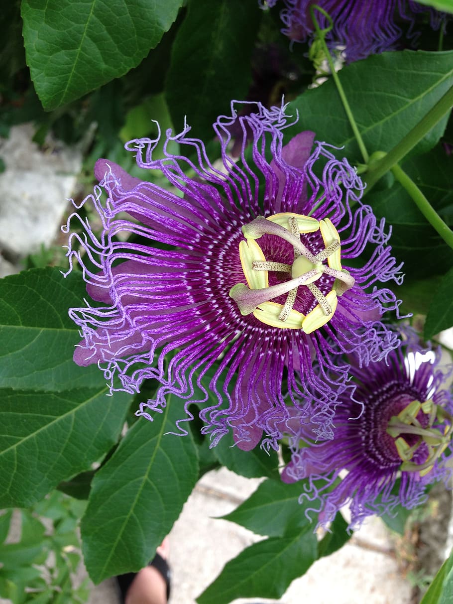 passionflower, purple, spring, summer, nature, bright, blossom HD wallpaper