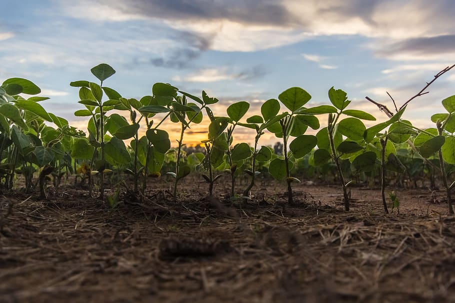 green leafed plants during daytime, field, sunset, landscape HD wallpaper