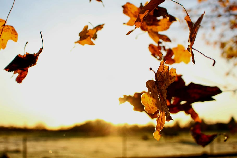 falling withered leaves, leaf, autumn, brown, plant part, nature HD wallpaper