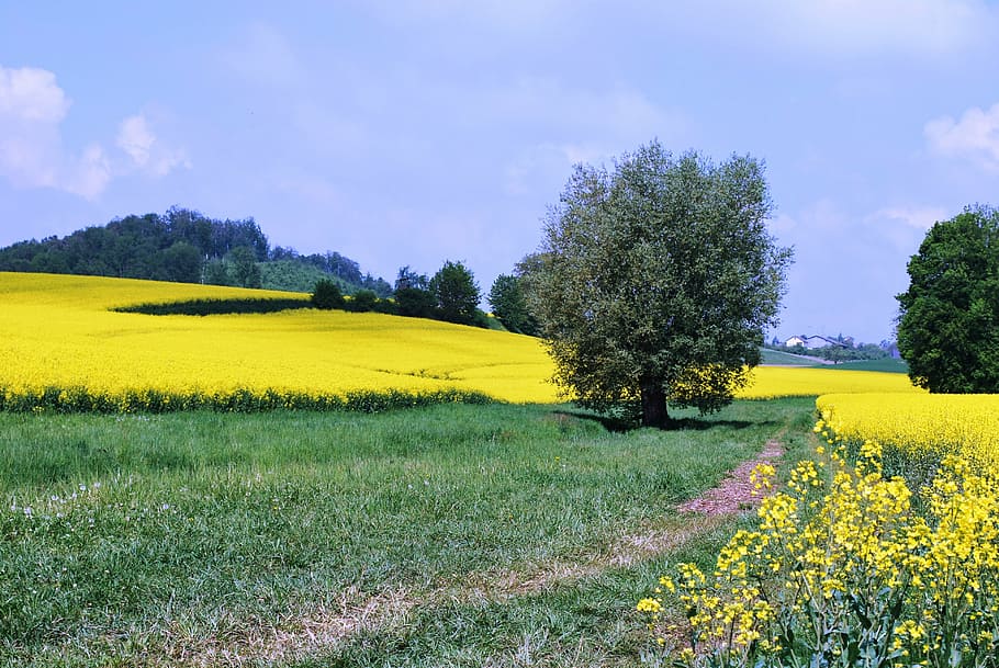 germany, field, flowers, grass, tree, hill, plant, yellow, beauty in nature HD wallpaper