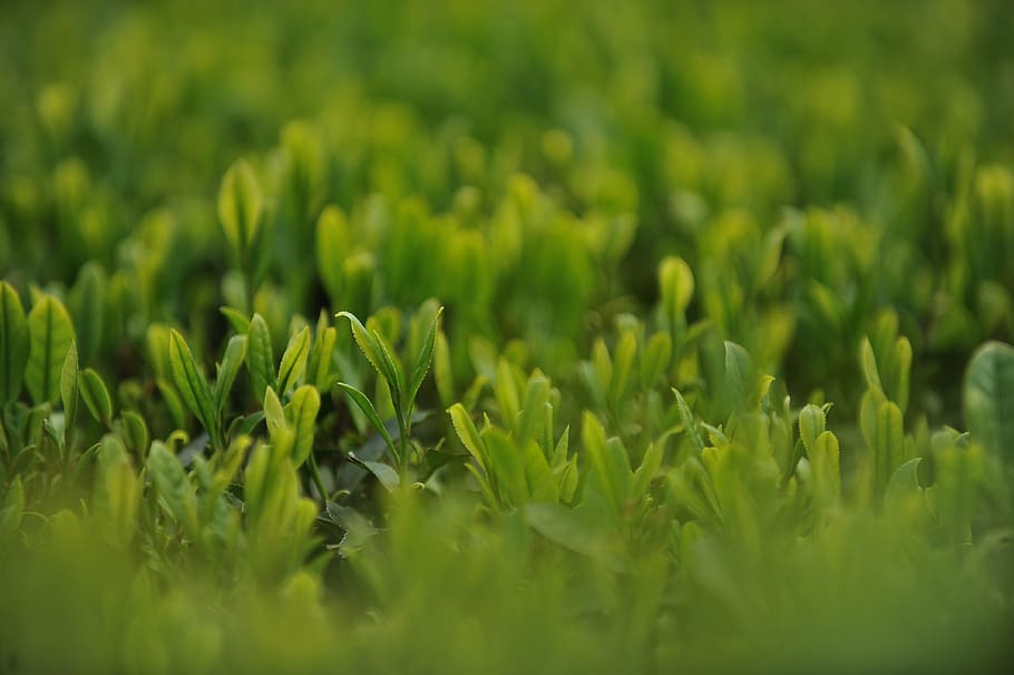 green leafed plant, tea garden, green tea, nature, growth, green Color HD wallpaper