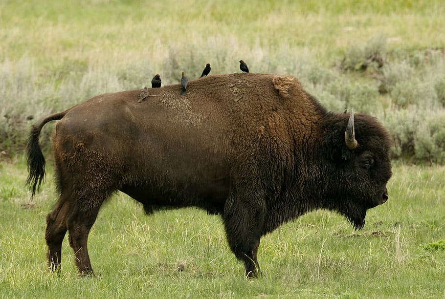 brown bison on green grass during daytime, buffalo, birds, perched