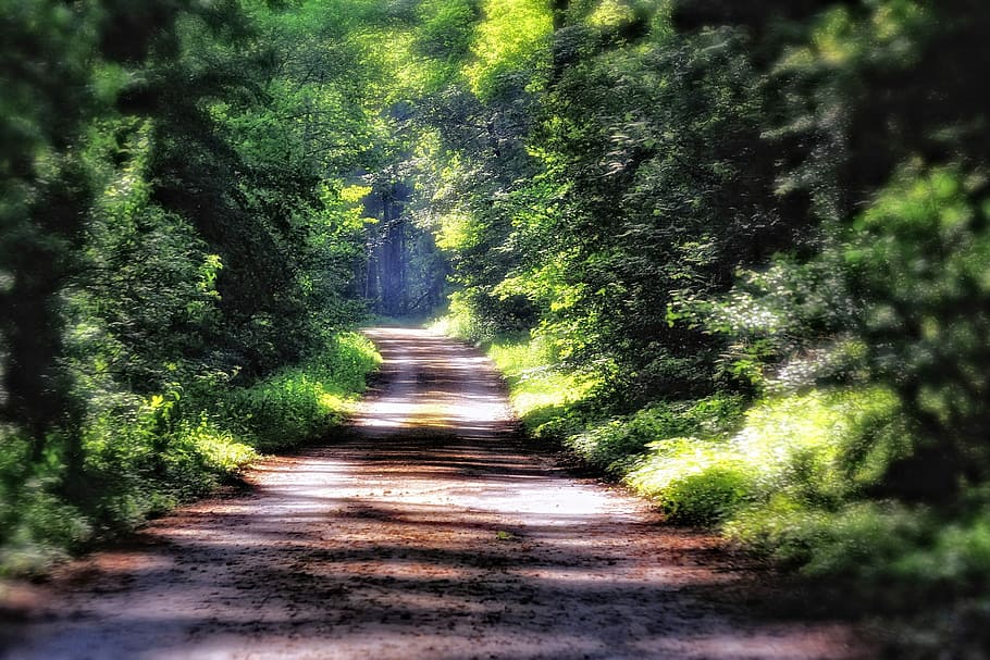 Forest, Path, Away, Trees, forest path, green, mood, idyll HD wallpaper