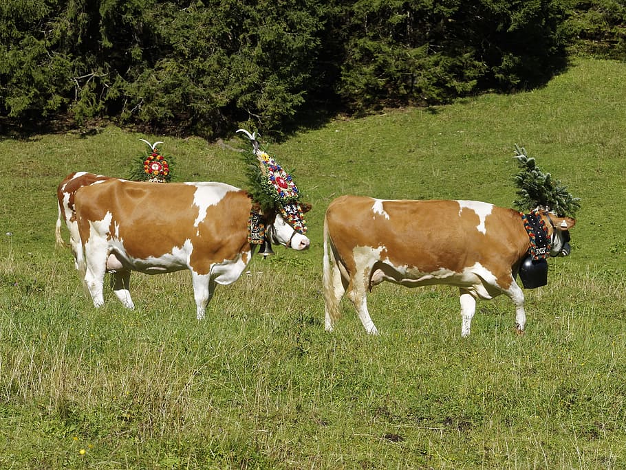animals, transhumance, tyrol, tradition, tirol, mountain, karwendel HD wallpaper