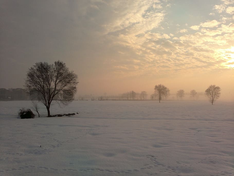 tree, winter, alone, nature, snow, sunset, cold temperature HD wallpaper