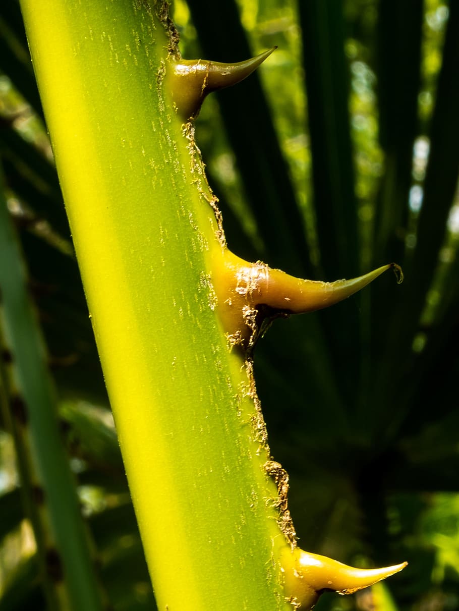 Palm Branch, Thorns, Spur, nature, green Color, leaf, plant HD wallpaper